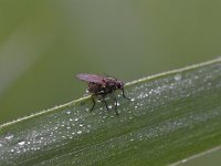 Scathophaga stercoraria 7, Strontvlieg, Saxifraga-Luuk Vermeer