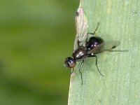 Sepsis sp