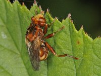 Sicus ferrugineus 01 #44679 : Sicus ferrugineus