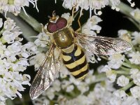 Syrphus sp