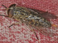 Tabanus bromius, Band-eyed Brown Horsefly