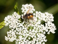 Tachina fera 11, Saxifraga-Bart Vastenhouw