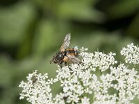 Tachina fera 16, Woeste sluipvlieg, Saxifraga-Willem van Kruijsbergen