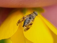 Tephritis vespertina