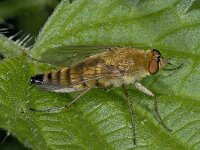 Thereva sp