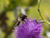 Volucella pellucens 30, Witte reus, Saxifraga-Jan Nijendijk