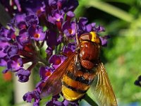 Volucella zonaria 15, Stadsreus, Saxifraga-Ben Delbaere