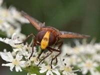 Volucella zonaria 21, Stadsreus, Saxifraga-Tom Heijnen