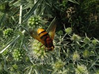 Volucella zonaria 8, Stadsreus, Saxifraga-Rutger Barendse