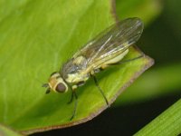 Agromyzidae