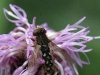 Anasimyia transfuga 1, Rechte waterzweefvlieg, Saxifraga-Rutger Barendse