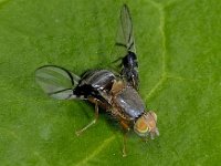 Anomoia purmunda #03040 : Anomoia purmunda, Picture Wing Fly, Boorvlieg