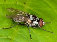 Anthomyia procellaris 1, Saxifraga-Ab H Baas