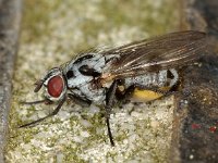 Anthomyia procellaris 2, Saxifraga-Ab H Baas