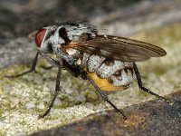 Anthomyia procellaris 3, Saxifraga-Ab H Baas