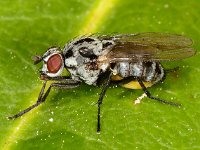 Anthomyia procellaris 6, Saxifraga-Ab H Baas