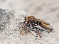 Asilus crabroniformis 1, Hoornaarroofvlieg, Saxifraga-Tom Heijnen
