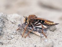 Asilus crabroniformis 2, Hoornaarroofvlieg, Saxifraga-Tom Heijnen