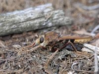 Asilus crabroniformis 3, Hoornaarroofvlieg, Saxifraga-Tom Heijnen