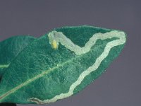 Aulagromyza cornigera 1, Saxifraga-Frits Bink