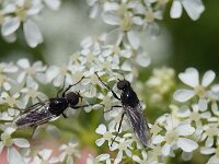 Dilophus febrilis 3, Koortsvlieg, Saxifraga-Ben Delbaere  IICSA