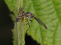 Dioctria hyalipennis 4, Gewone bladjager, Saxifraga-Ab H Baas