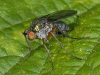 Dolichopus ungulatus #07960 : Dolichopus ungulatus, Slankpootvlieg, female