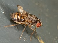 Drosophila repleta