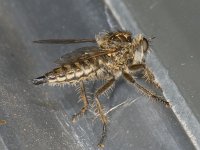 Dysmachus trigonus 01 #07460.tif : Dysmachus trigonus, Robber fly, Ruige Zandroofvlieg, female