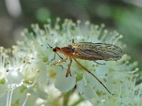 Empis digramma 3, Tweestreepdansvlieg, Saxifraga-Ab H Baas