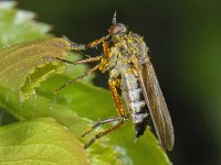 Empis opaca #06957 : Empis opaca, Dagger fly, Zilvervlekdansvlieg, female