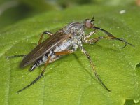 Empis opaca #06970 : Empis opaca, Dagger fly, Zilvervlekdansvlieg, female