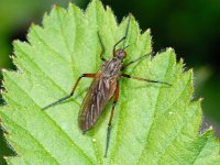 Empis opaca #01113 : Empis opaca, Dagger fly, Zilvervlekdansvlieg