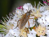 Empis opaca #01384 : Empis opaca, Dagger fly, Zilvervlekdansvlieg