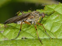 Empis opaca #11868 : Empis opaca, Dagger fly, Zilvervlekdansvlieg, female