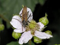 Empis tessellata #02140. : Empis tessellata, Dance fly, Grote dansvlieg