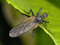 Empis tessellata 01 #01624 : Empis tessellata, Dance fly, Grote dansvlieg