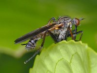 Empis tessellata 01 #01627 : Empis tessellata, Dance fly, Grote dansvlieg