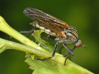 Empis tessellata #06873.tif : Empis tessellata, Dance fly, Grote dansvlieg