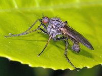 Empis tessellata 01 #01622 : Empis tessellata, Dance fly, Grote dansvlieg