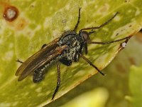 Empis tessellata #47571 : Grote dansvlieg, Empis tessellata