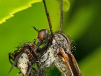 Empis tessellata 7, Grote dansvlieg, Saxifraga-Ab H Baas