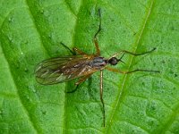 Empis trigramma