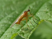 Empis trigramma 2, Saxifraga-Ab H Baas