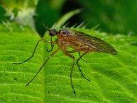 Empis trigramma 3, Saxifraga-Ab H Baas