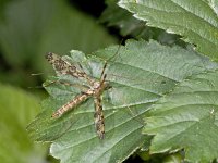 Epiphragma ocellare ocellare #02145 : Epiphragma ocellare ocellare, female