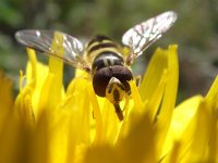 Episyrphus balteatus 10, Snorzweefvlieg, Saxifraga-Frank Dorsman  AW-duinen 300611