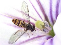 Episyrphus balteatus 13, Snorzweefvlieg, Saxifraga-Frank Dorsman  Episyrphus balteatus, Snorzweefvlieg, Datura sp. AW-duinen 010811