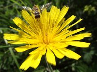 Episyrphus balteatus 14, Snorzweefvlieg, Saxifraga-Frank Dorsman  Episyrphus balteatus, Snorzweefvlieg Hieracium umbellatum, SchermhavikskruidAW duinen 010911