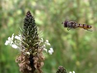 Episyrphus balteatus 15, Snorzweefvlieg, Saxifraga-Frank Dorsman  Episyrphus balteatus, Snorzweefvlieg Plantago lanceolata, Smalle weegbreeHillegom 020911